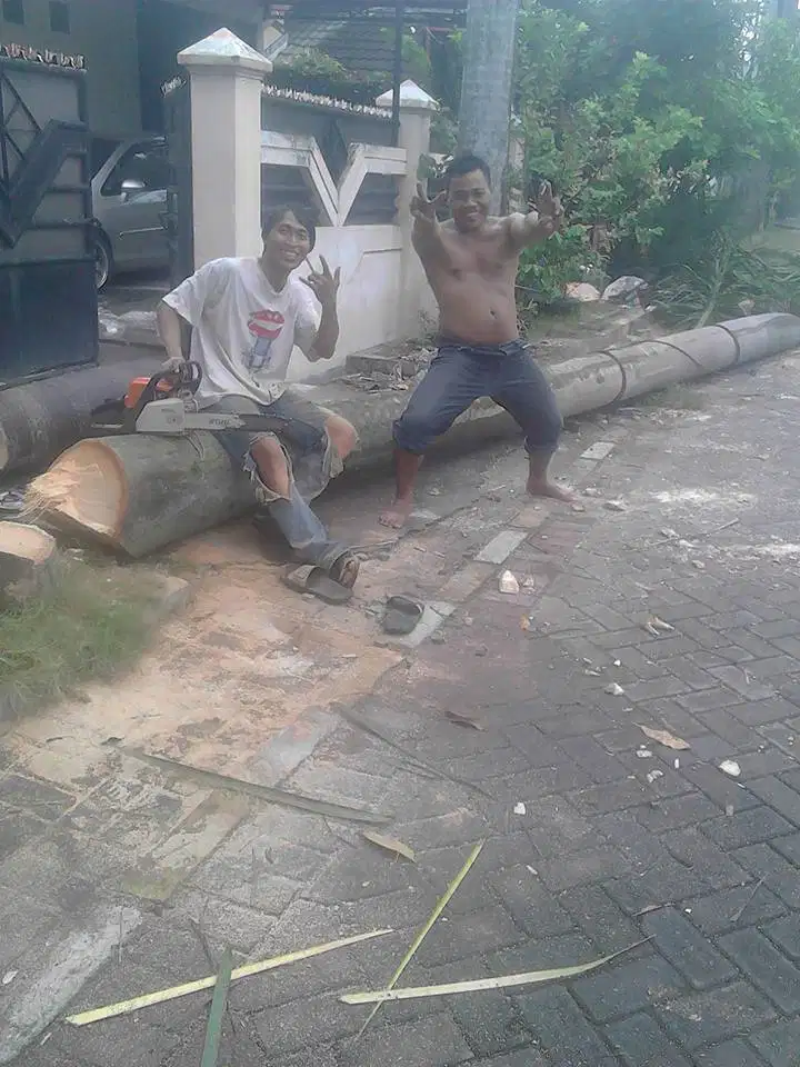ahli potong pohon palem surabaya,gresik,sidoarjo,surabaya