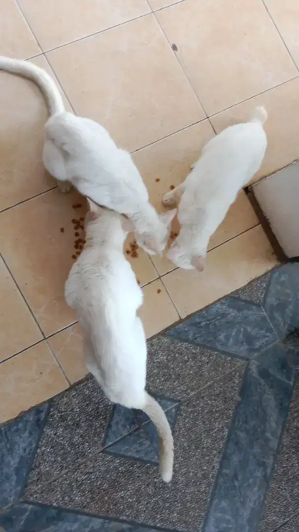 KUCING BULUH PUTIH + KANDANG