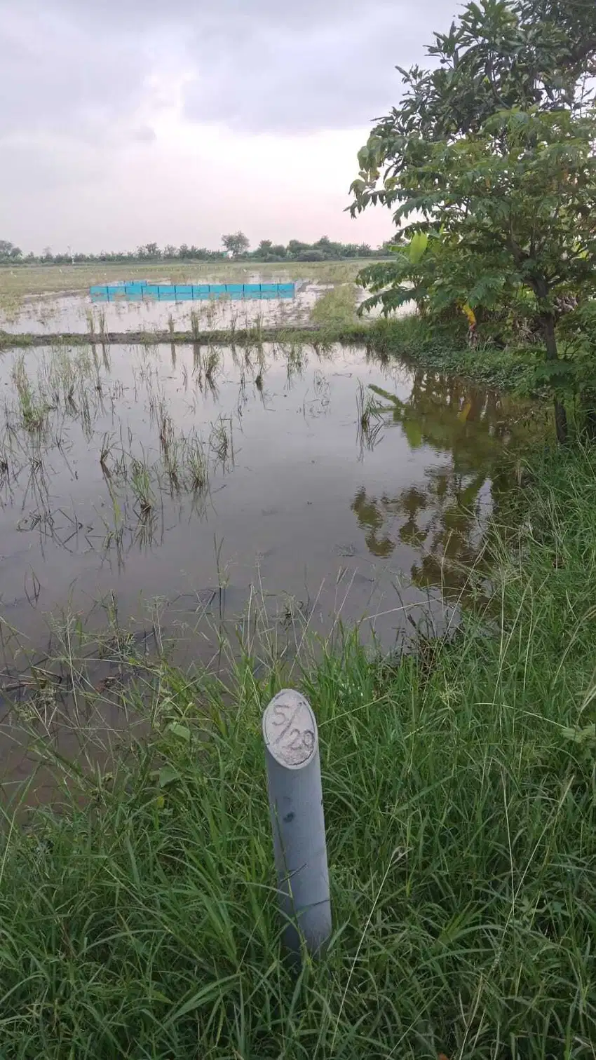 Dijual tanah /sawah area Indramayu Ja-Bar,luas 3199m ,harga 250rb/m