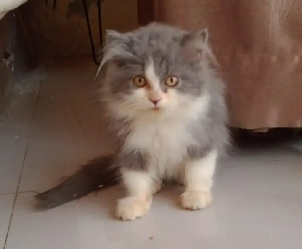 Kucing persia flat nose