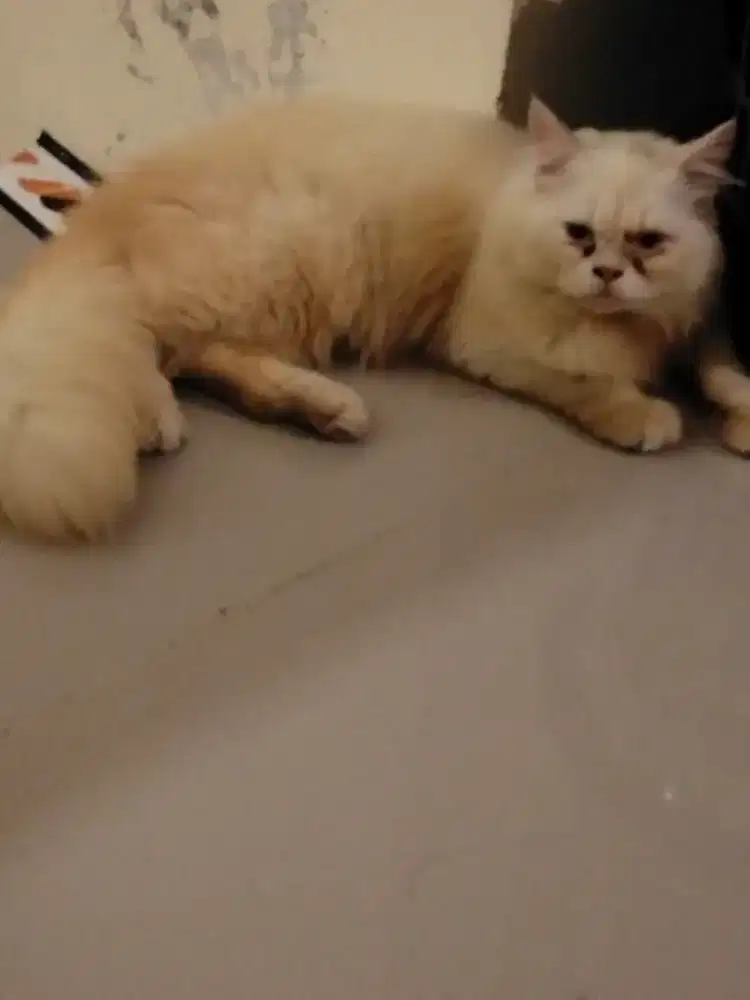 Kucing Persia flat nose