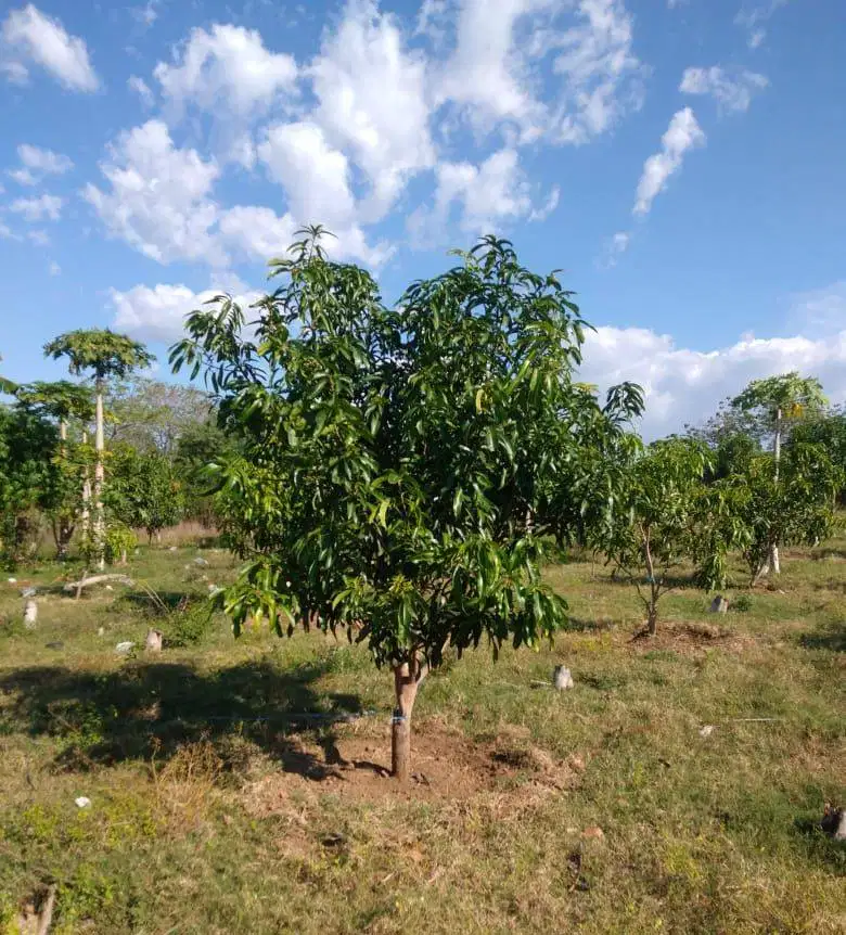 Dijual Tanah Lahan Kebun Mangga Situbondo Luas Lokasi Ciamik