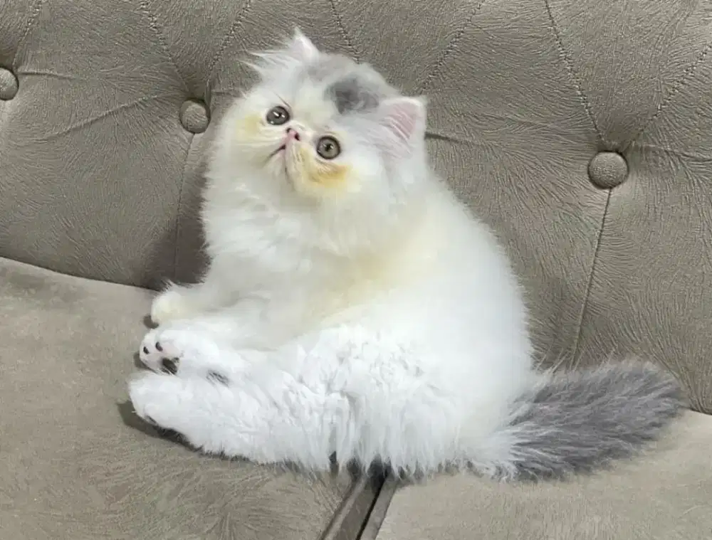 Penitipan kucing dan pacak kucing