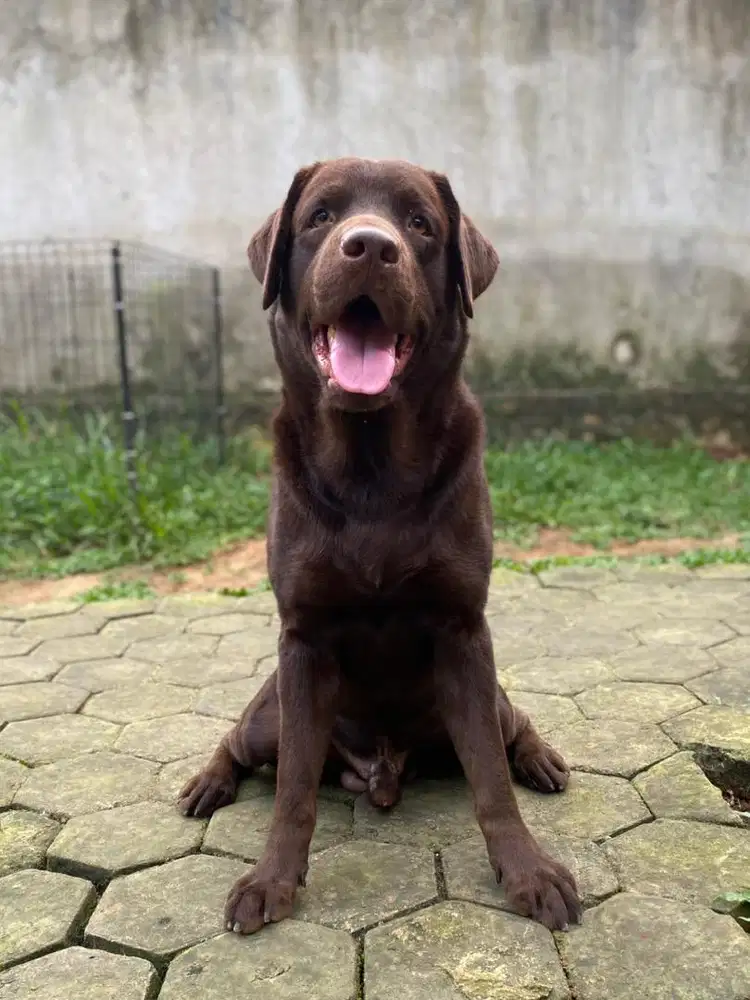 OPEN STUD LABRADOR - CHOCOLATE