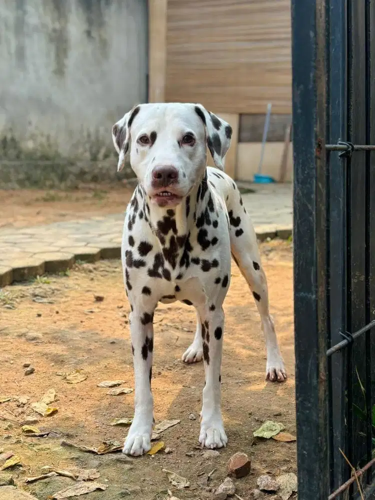 OPEN STUD DALMATIAN LIVER SPOT - BEST QUALITY