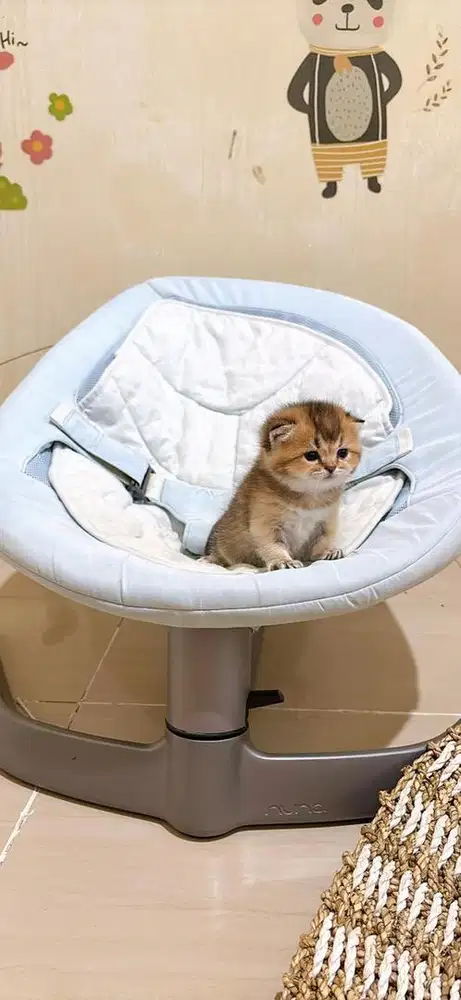 OPEN BOOKING | Baby BSH Scottish Straight Golden Anakan Import Russia