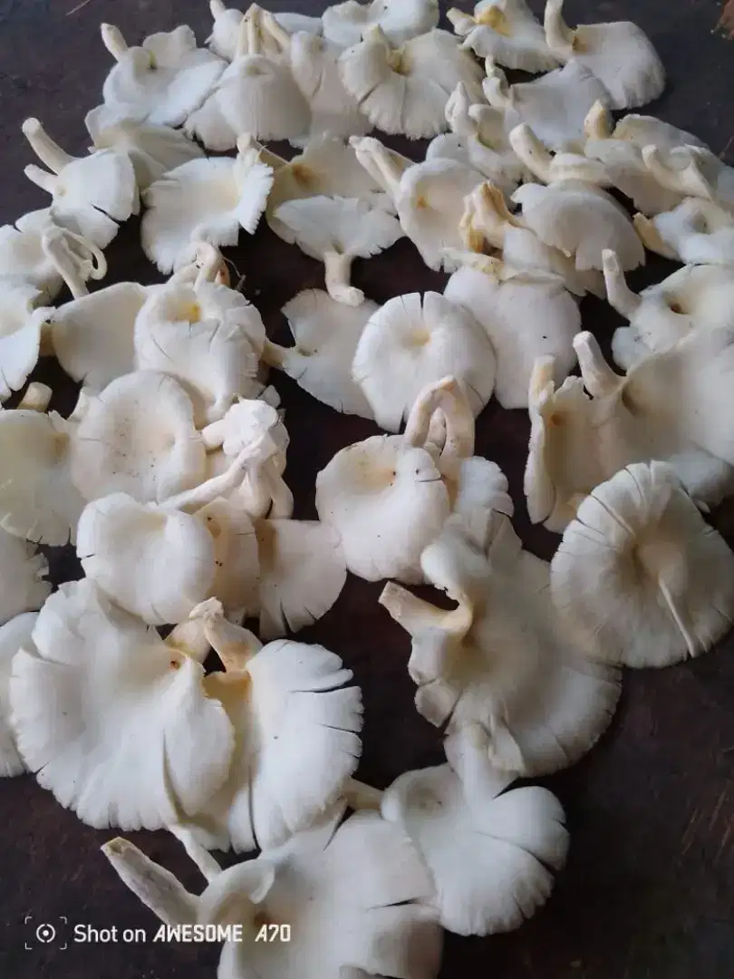 Tukang kebun atau Karyawan Serabutan