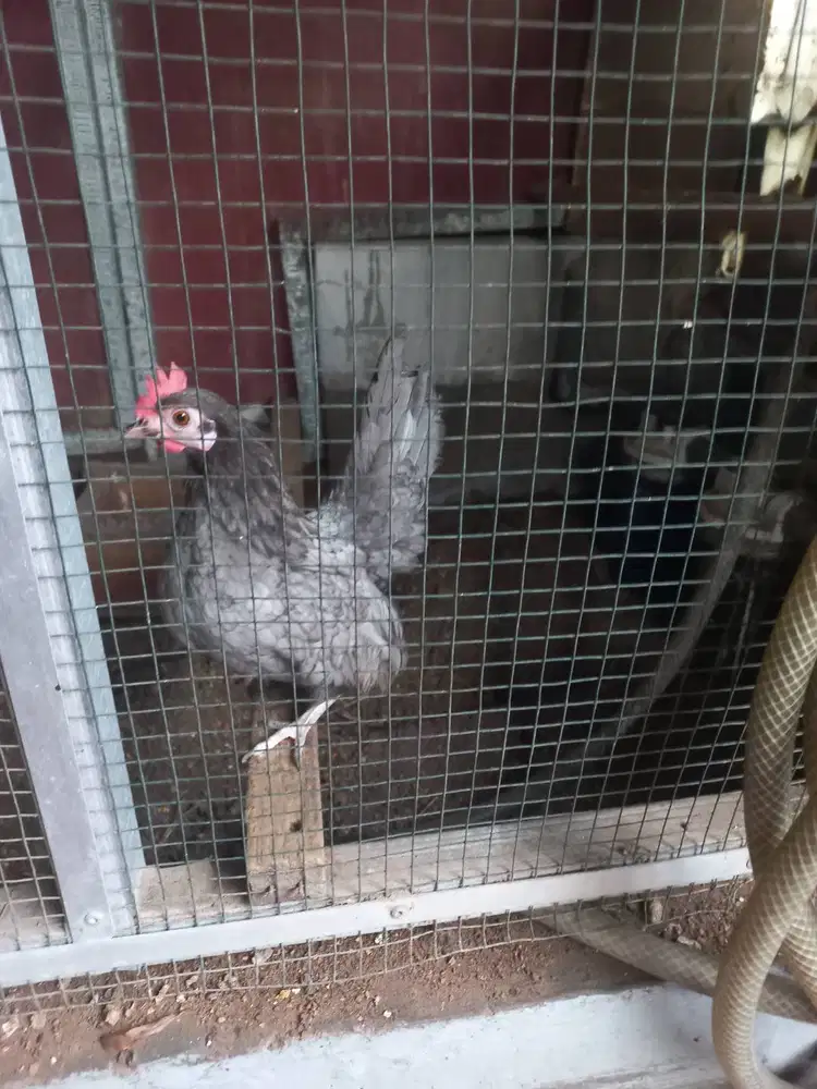 Jual ayam kate seram murah