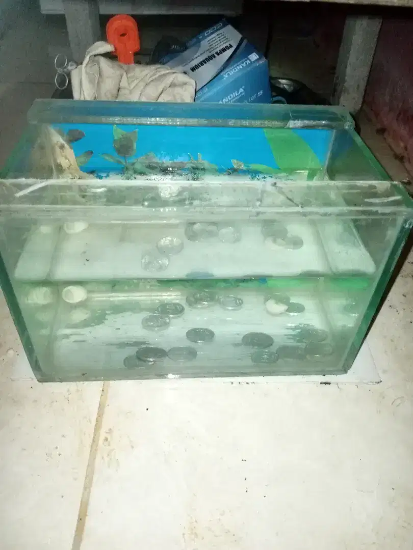 Tank aquarium ukuran 30*15*20