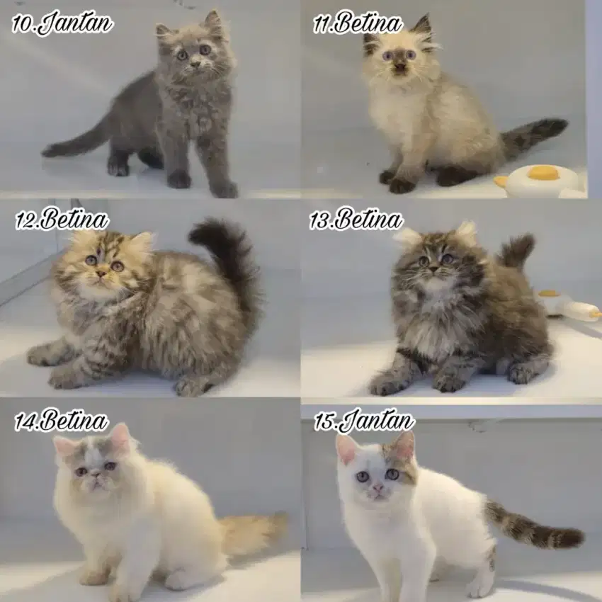 Kitten persia super lucu dan gembul