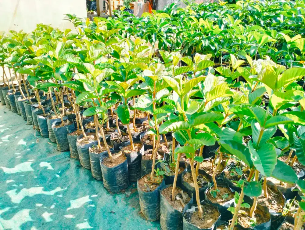 Bibit jambu kristal merah