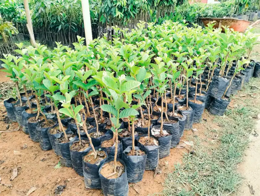 Bibit jambu kristal putih