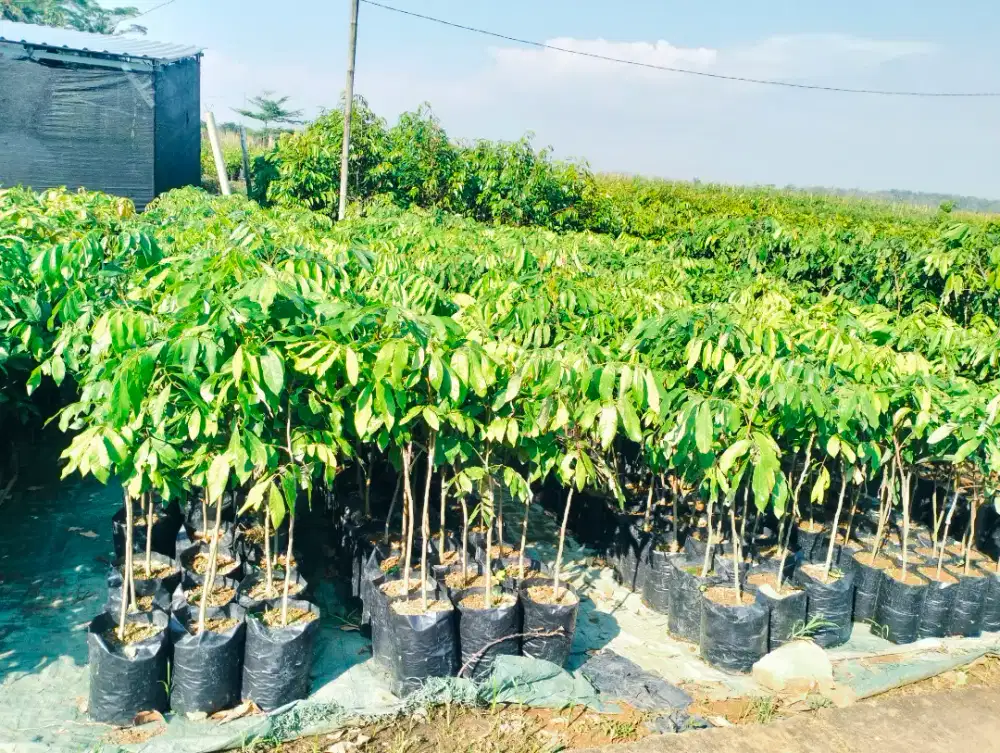 Bibit Lengkeng new kristal atau kateki