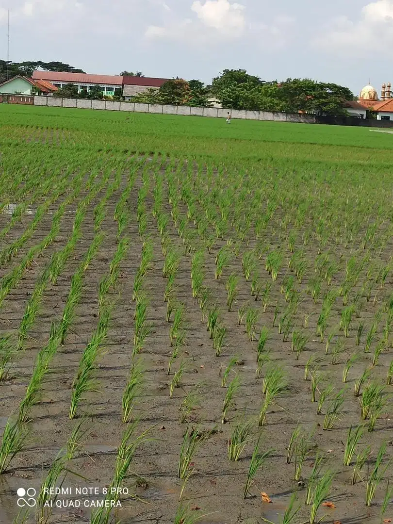 Dijual BU .. Tanah Produktif Sawah