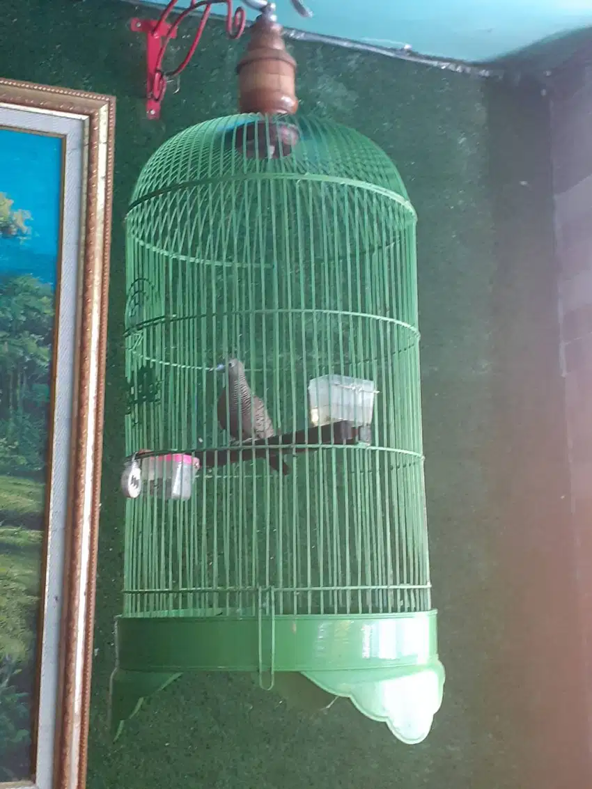 Perkutut Cemani Gacor Nuktok