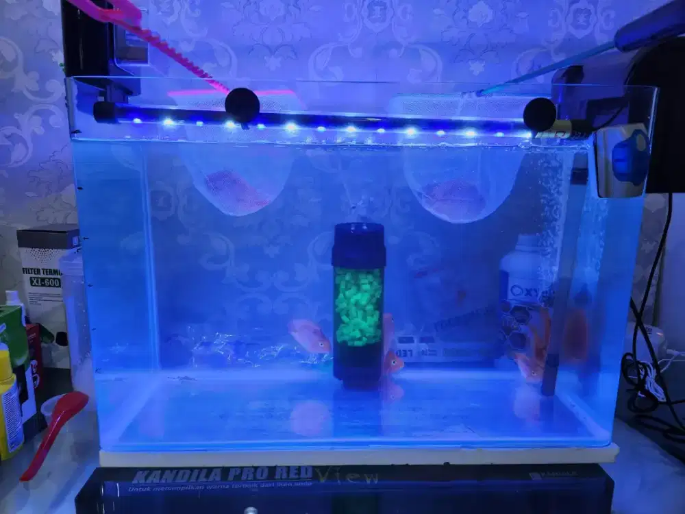 Jual cpt aquarium beserta filternya