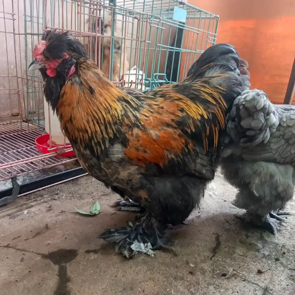 Ayam mix brahma x silkie