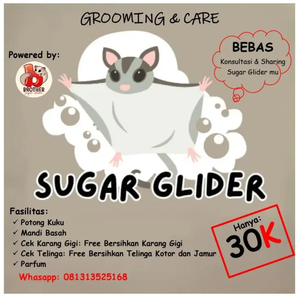 Grooming sugar glider