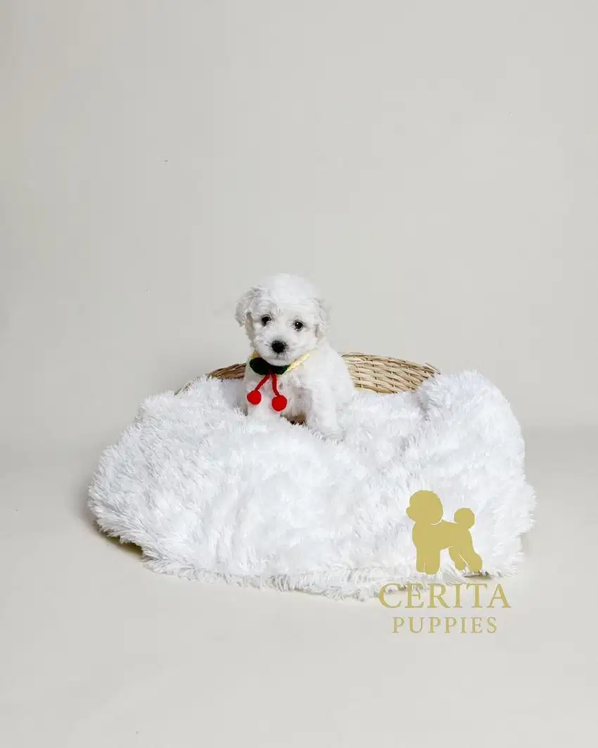Poodle x Bichon Frise (Poochon) [Beardy]