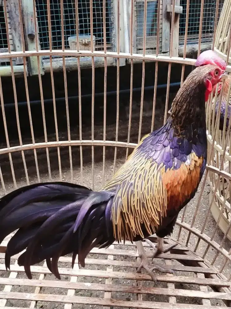 Ayam bekisar Kokok syahdu