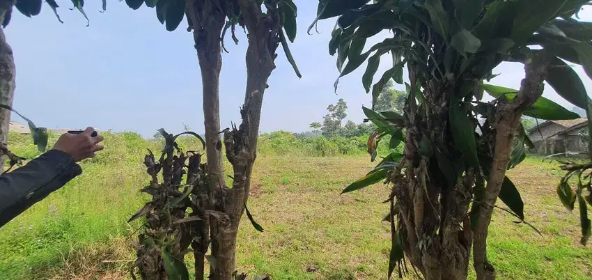 Jual Tanah di Cisarua Bandung Barat, Strategis View Gunung Udara Sejuk