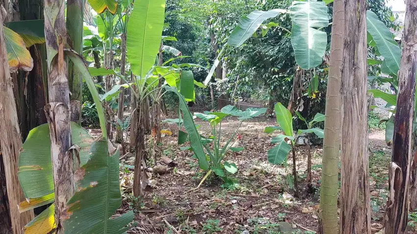 Dijual tanah cocok untuk cluster harga murah