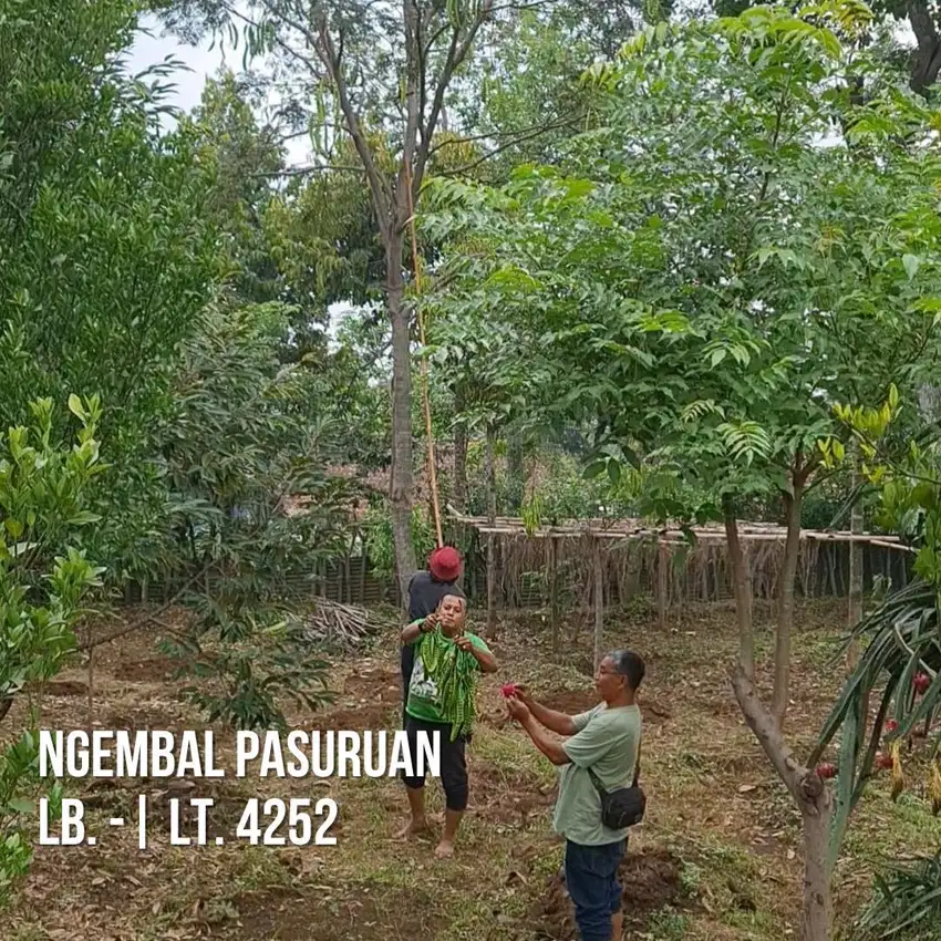 Dijual Cocok Buat Rumah Kebun Villa dan Resort Desa Ngembal Pasuruan