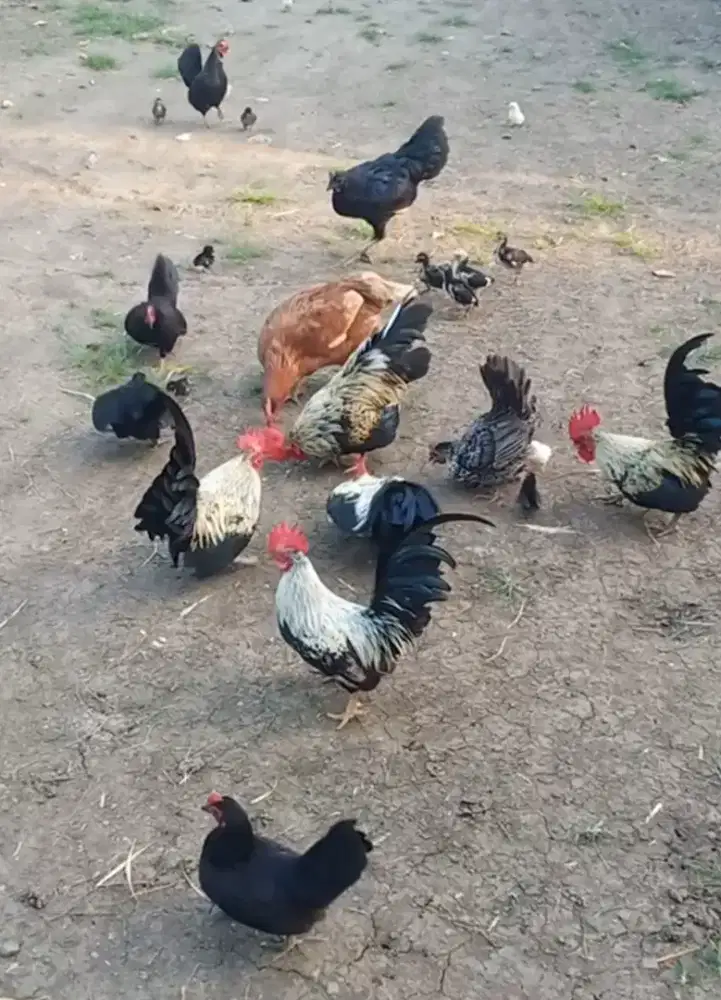Ayam hias atau ayam kate