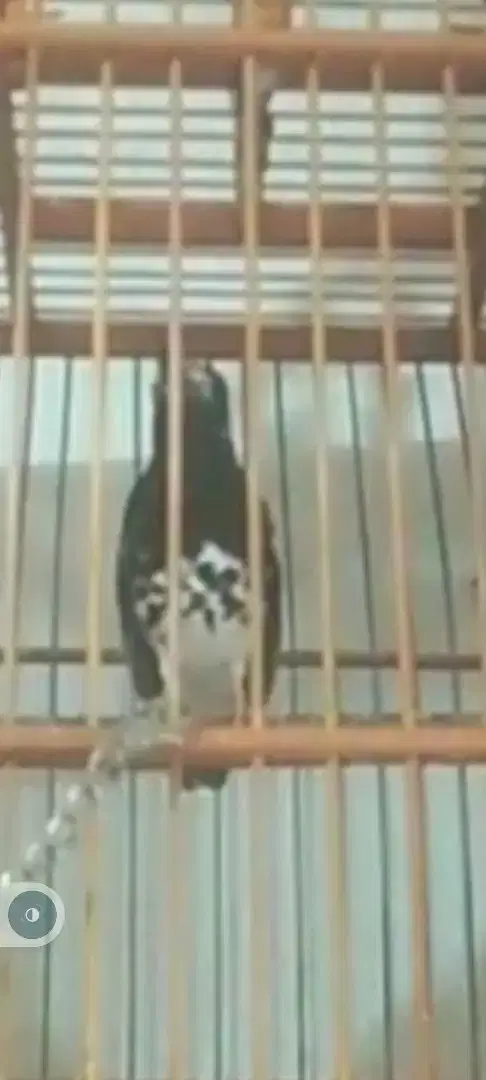 Dijual Burung Anis Kembang full set