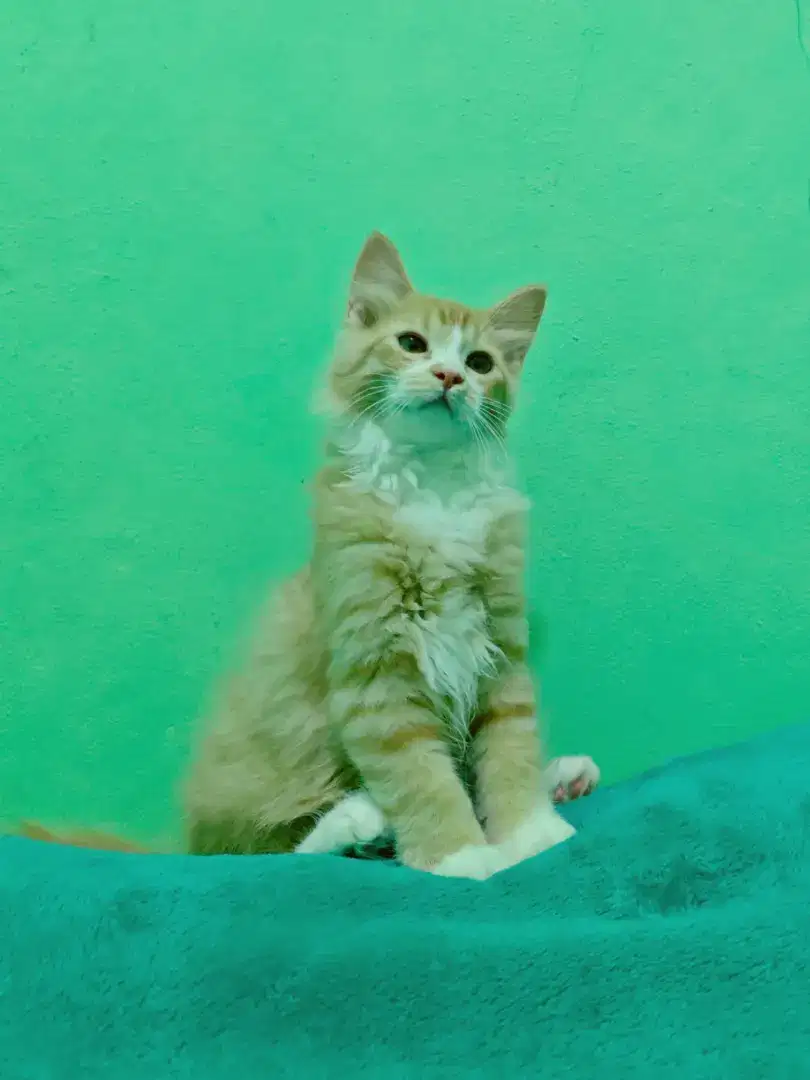 Kucing British x mainecoon bicolor red tabby n white