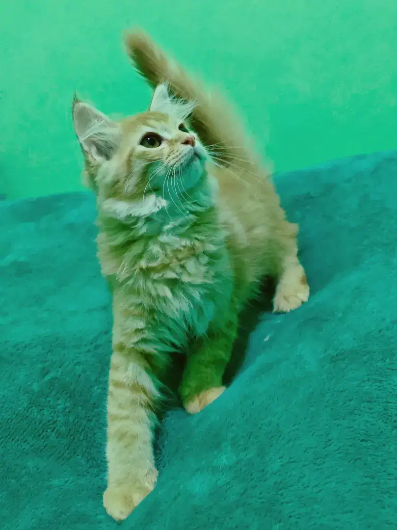 Kucing British shorthair x mainecoon red tabby