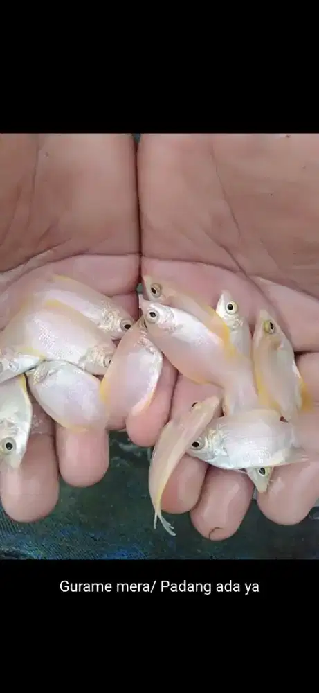 Bibit gurame padang