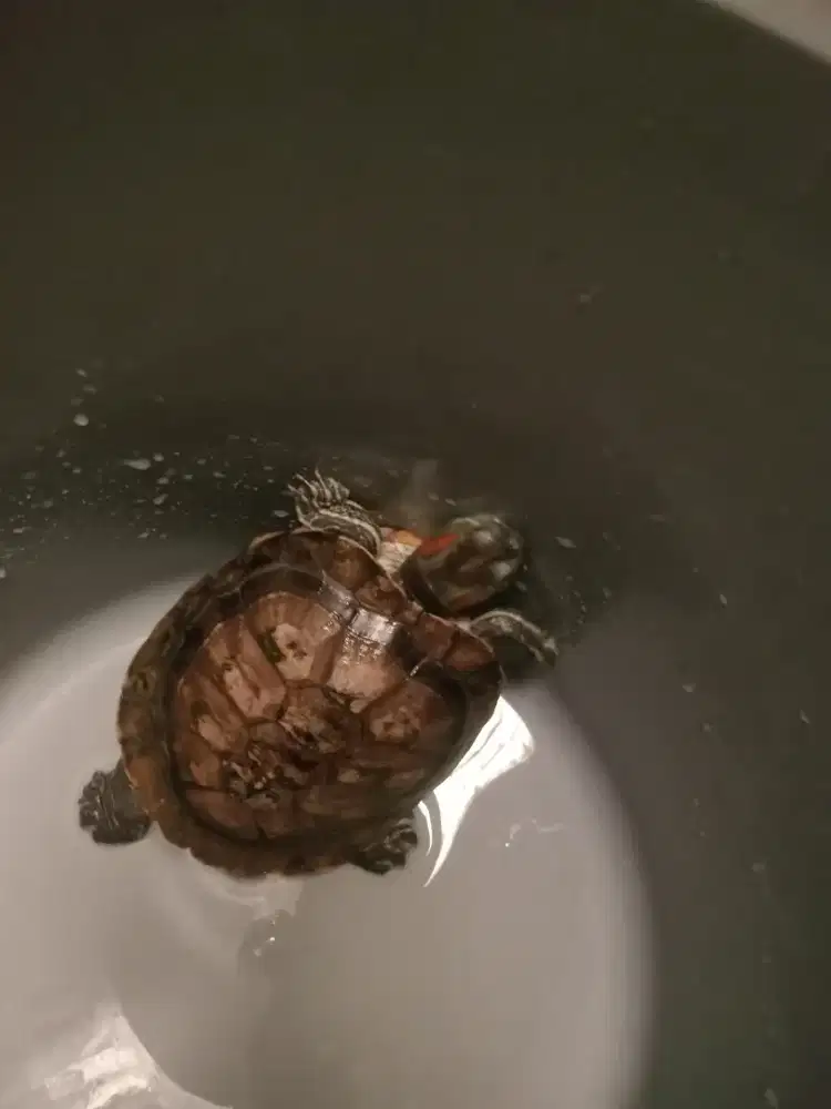 Jual kura kura kura Brazil sangat langka masih bagus sehat