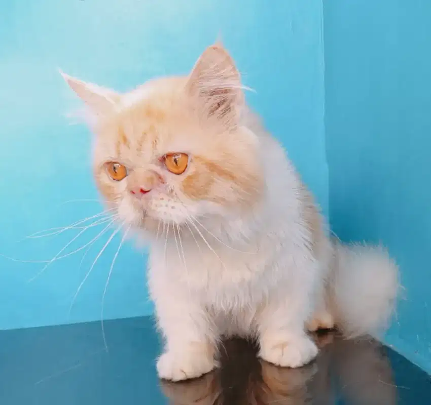 kucing munchkin pesek cebol