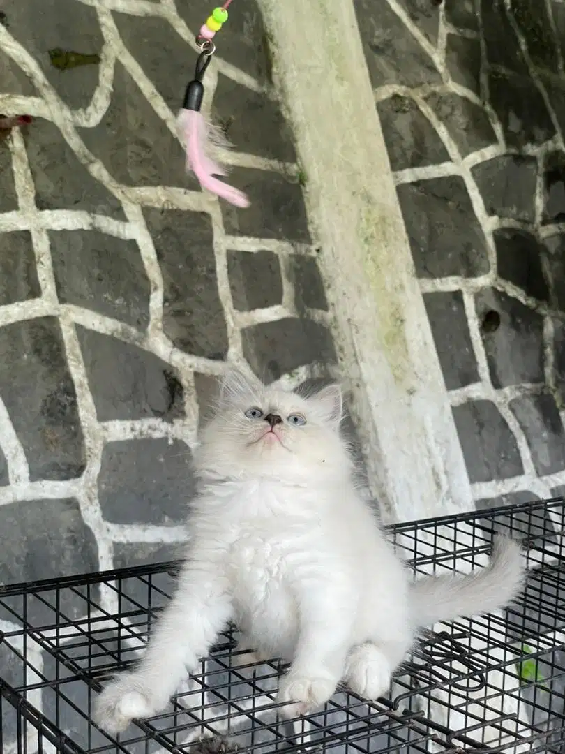 Jual kucing himalaya kitten