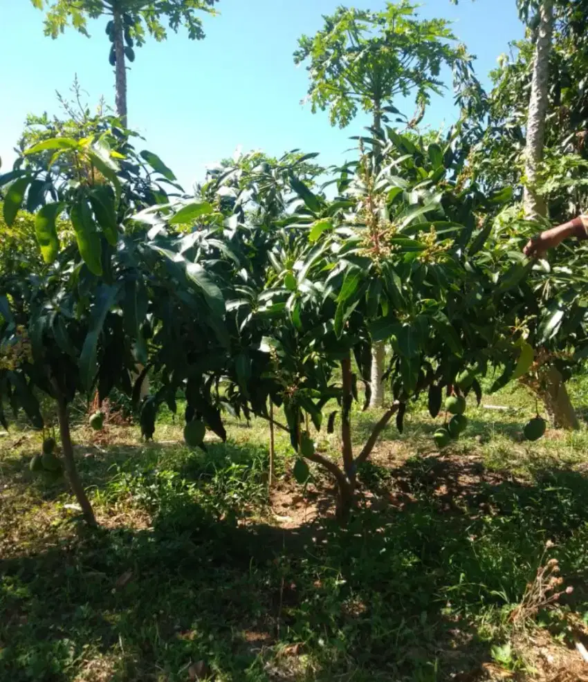 LAHAN LUAS KEBUN MANGGA PRODUKTIF SITUBONDO JAWA TIMUR USAHA INVESTASI