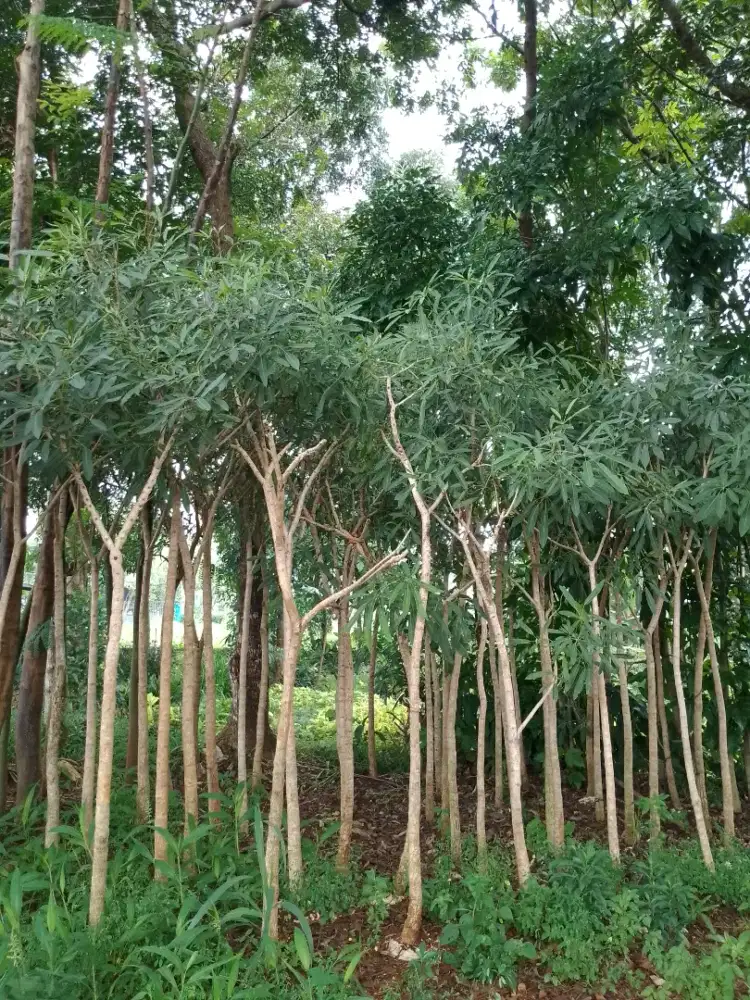 Jual tanaman pelindung tabibiya