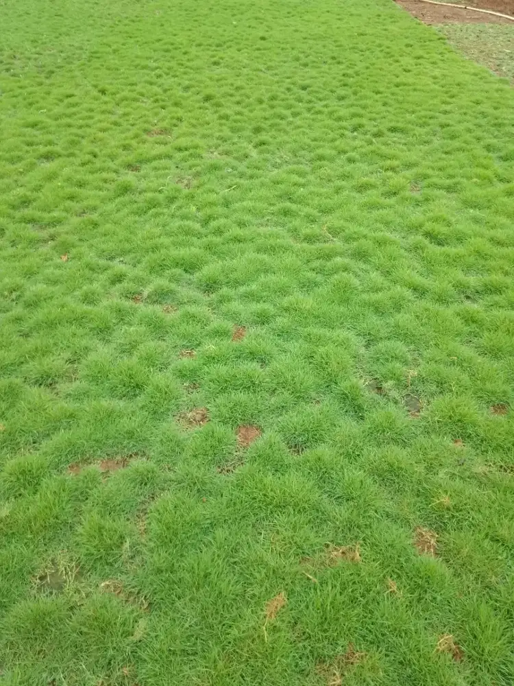 Jual rumput jepang dan rumput gajah mini