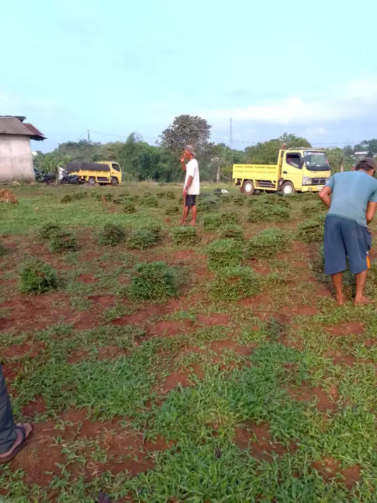 Jual rumput gajah.dan rumput gajah mini