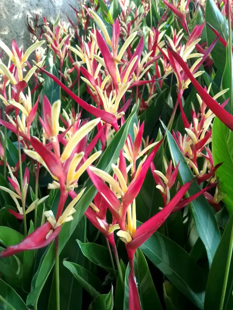 Jual tanaman helikonia