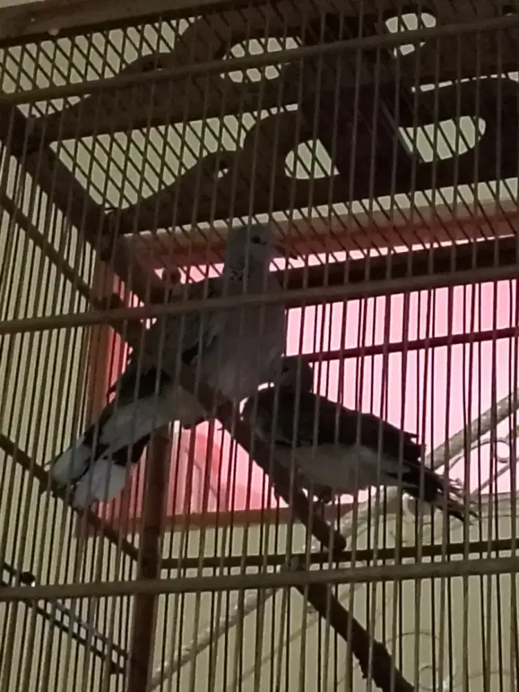 tekukur kuk 3 derkuku kuk 3 sepasang produksi