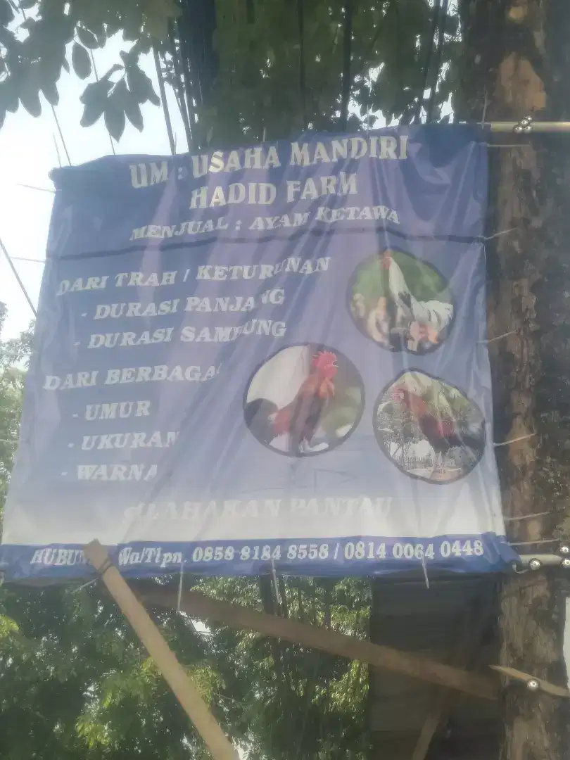 Jual ayam.   Ketawa