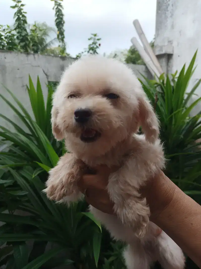 female poodle remaja
