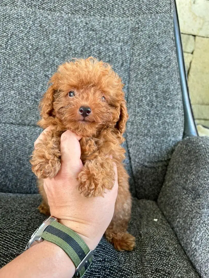 poodle puppy all stambun vaksin jantan betina