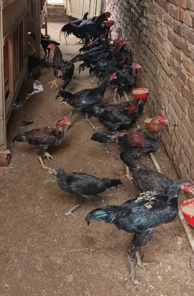 Ayam Kampung Muda hidup