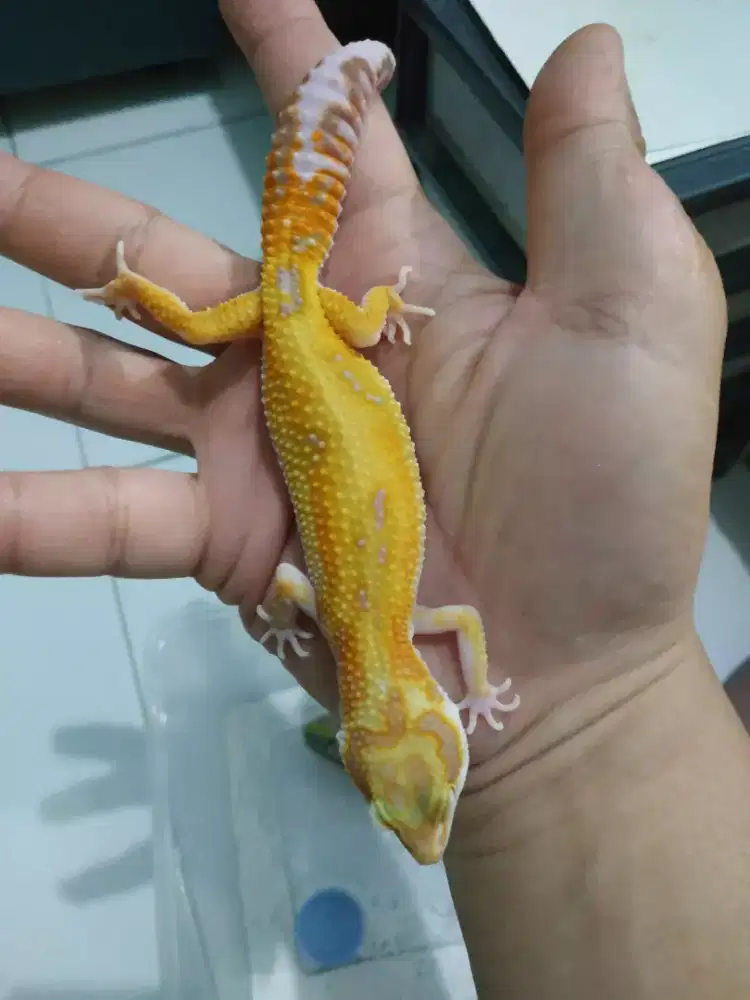 Gecko 10bulanan female warna oranye kekuningan jinak lucu gemesin