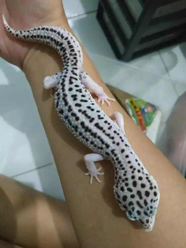Gecko SSE dewasa 10blnan male udah birahi jinak anteng lucu gemesin