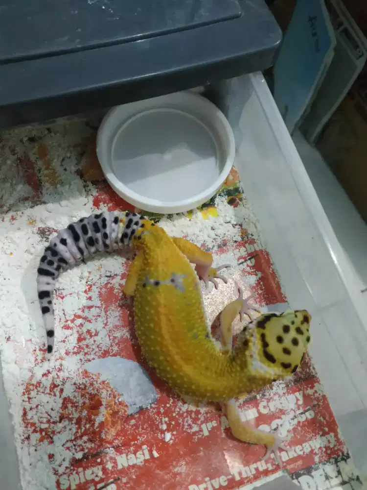 Gecko geko 7blnan female kuning kehijauan jinak lucu gemesin suka mkn