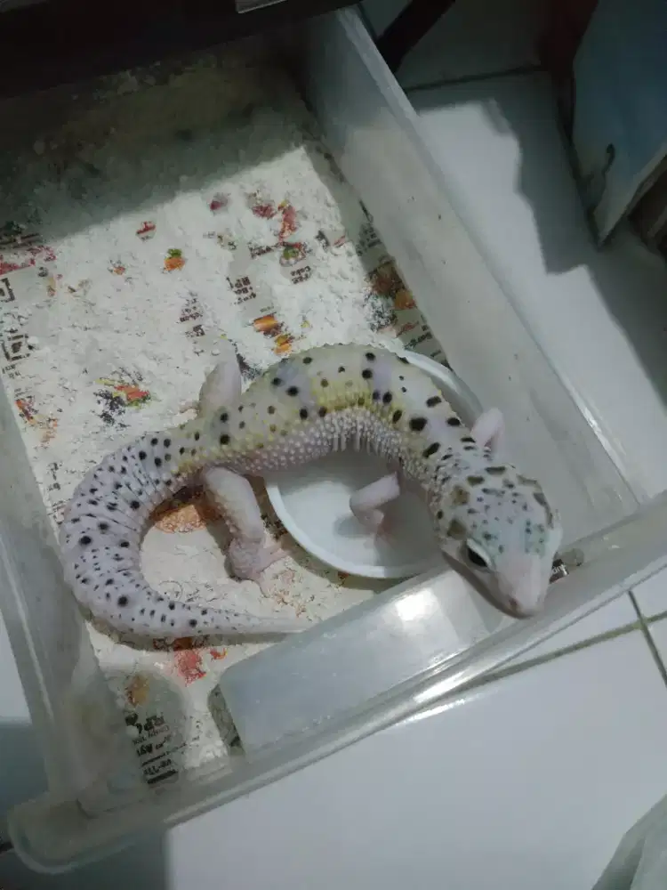 Gecko geko 11blnan male mata fullblack eclipse warna motif bagus cerah