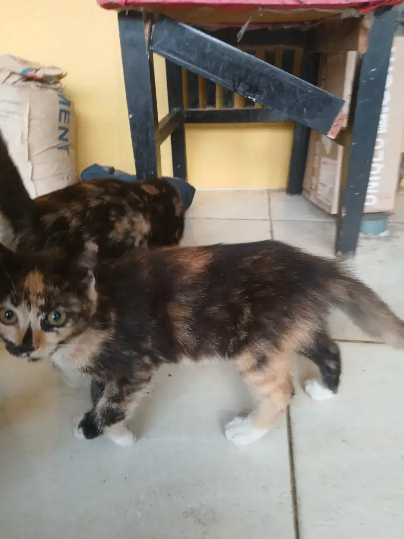 Open adopt kucing kembar